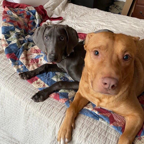 Meet your Posher, Ronda - Picture 1 of 1